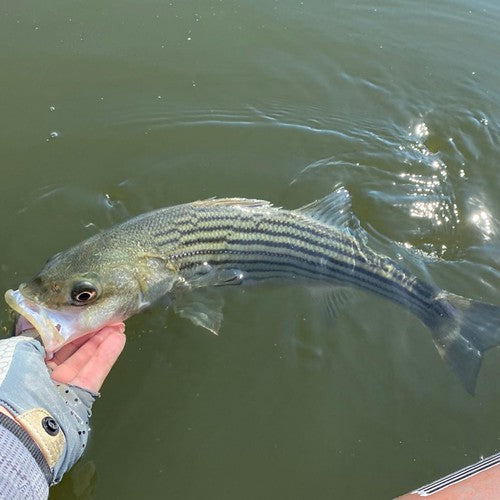 How To Catch More Striped Bass in Lakes and Rivers: Tips and Techniques