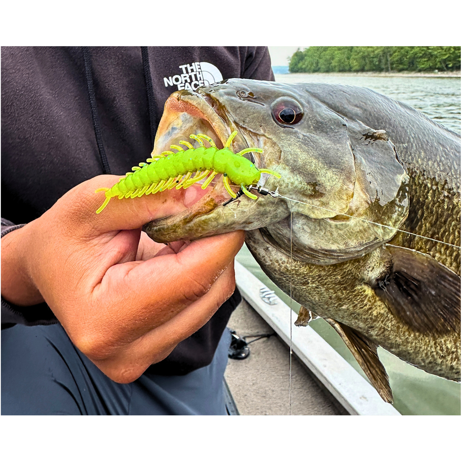Holding a smallmouth bass with a hellgrammite bait in its mouth
